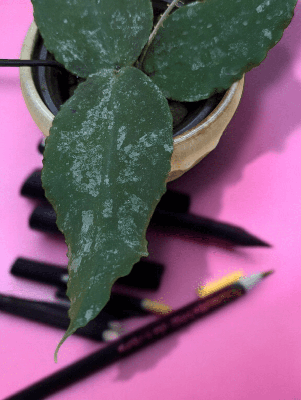 A plant sitting on top of a table next to pencils.