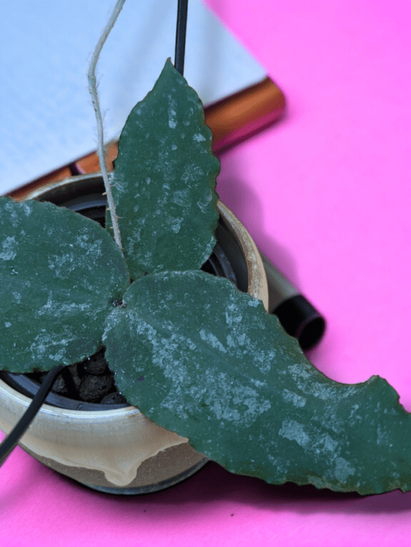 A green plant is sitting in a bowl.