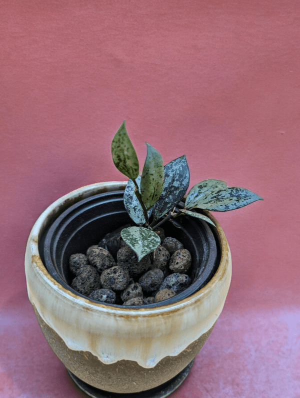 A plant in a pot with some small rocks