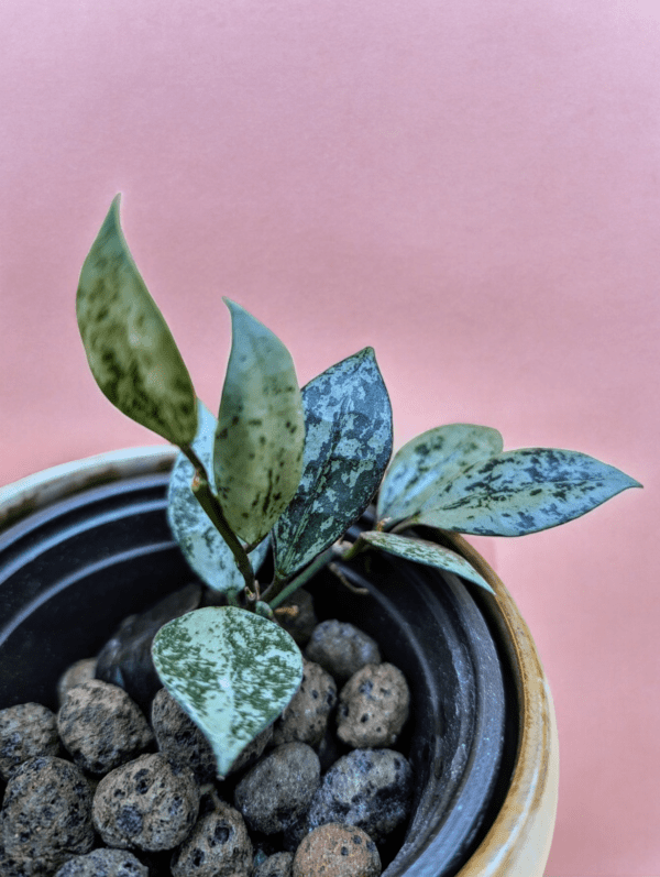 A plant in a black pot on top of some rocks.