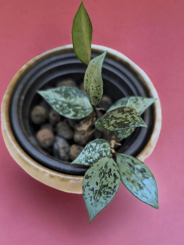 A plant in a bowl on top of a table.