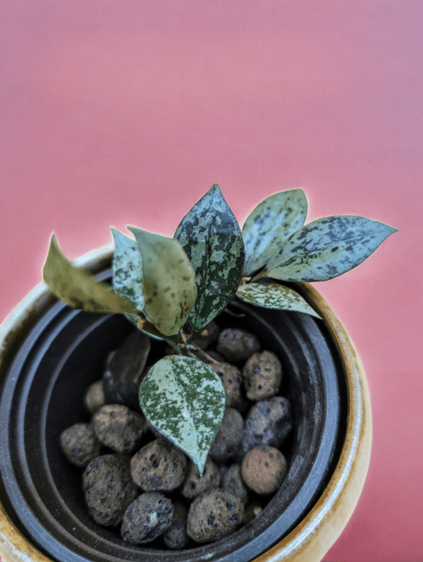 A plant in a pot with rocks on the ground.