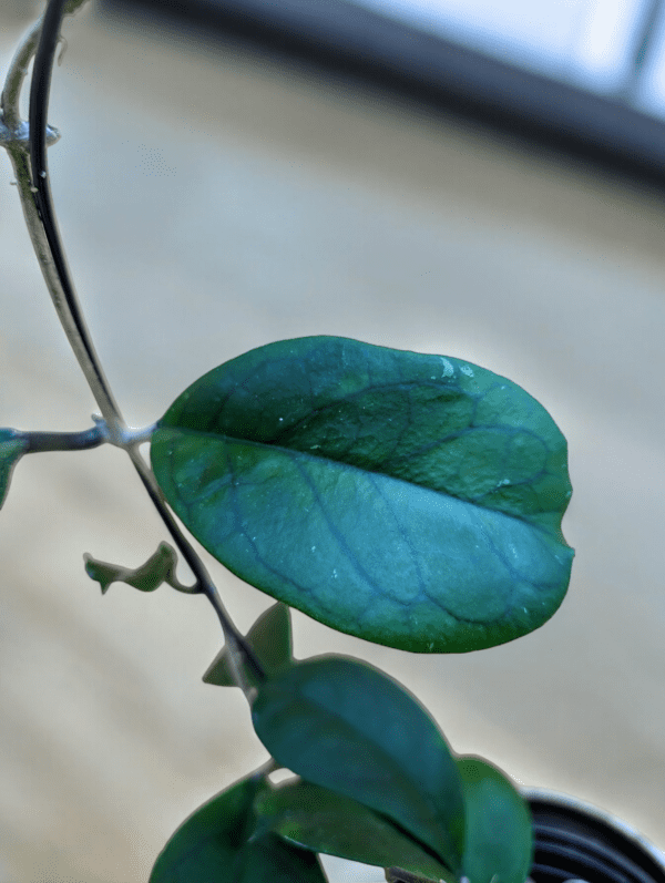A close up of the leaf on a plant