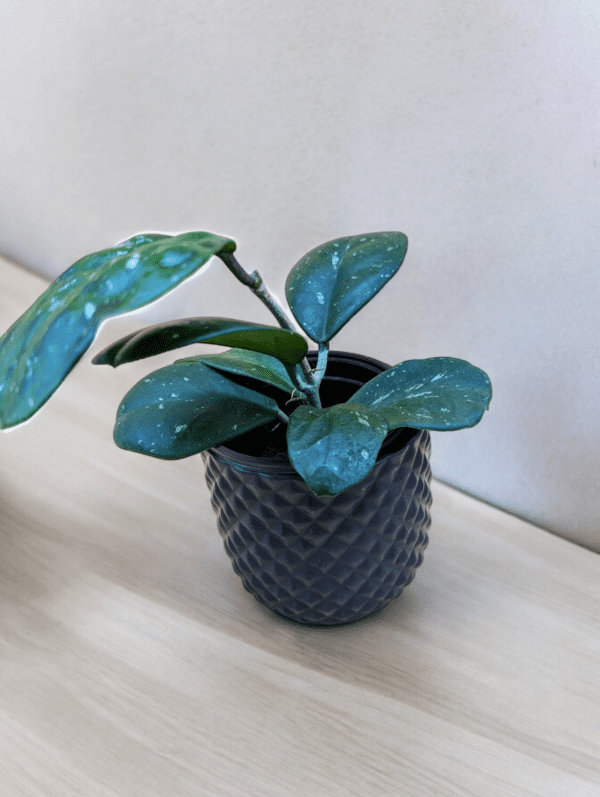 A small plant is sitting on the table