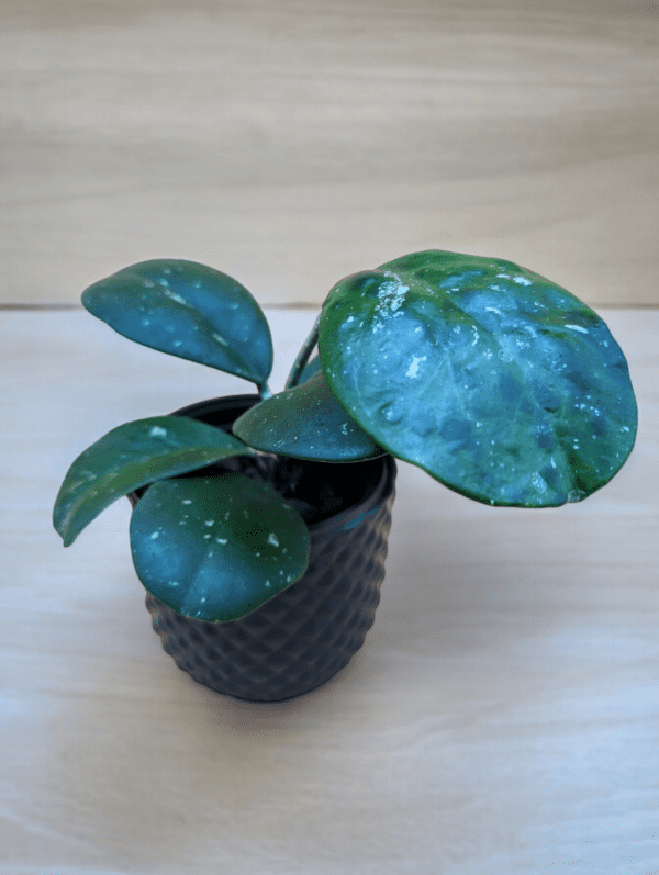 A small plant is sitting in a black pot