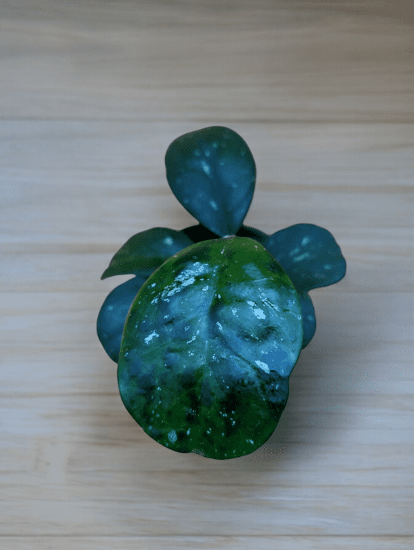 A green plant with leaves on top of a table.