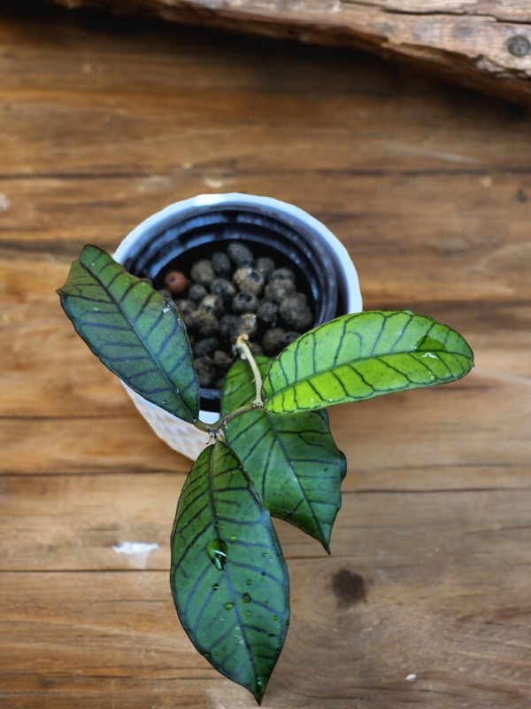 A plant that is sitting in a cup on the table.