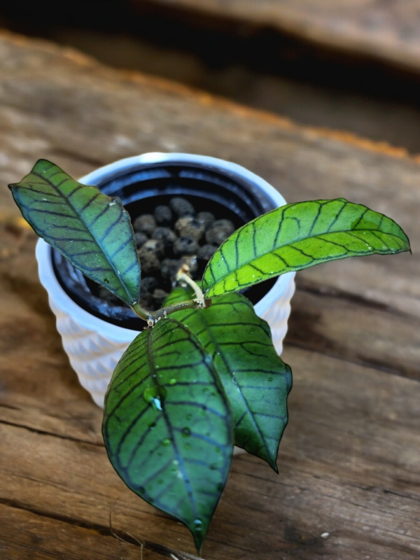 A plant in a white pot on top of a wooden table.