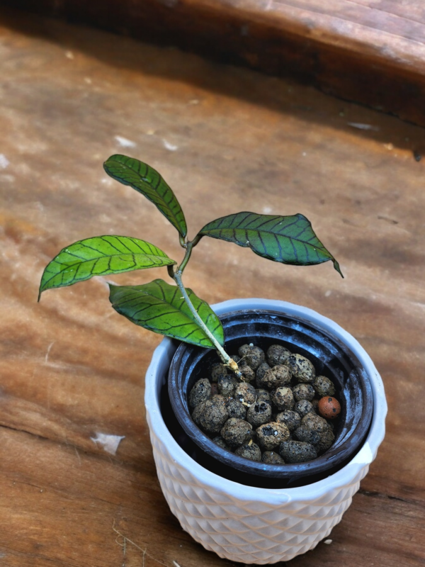 A plant in a pot on top of a wooden table.