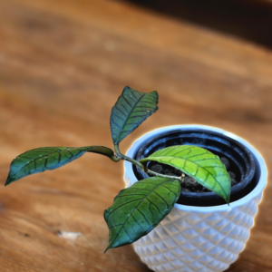 A plant in a cup on top of a table.