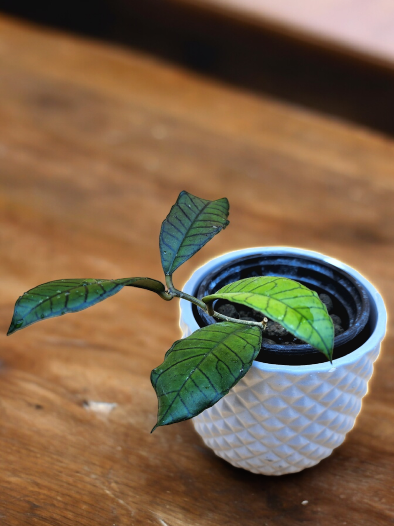 A plant in a cup on top of a table.