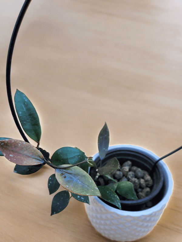 A plant in a white pot on top of a table.