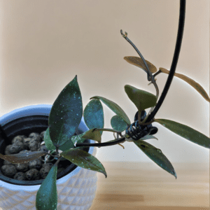 A plant is in a white pot on the table.