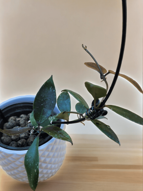 A plant is in a white pot on the table.