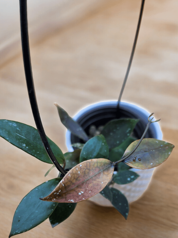 A plant that is sitting in a cup on the table.