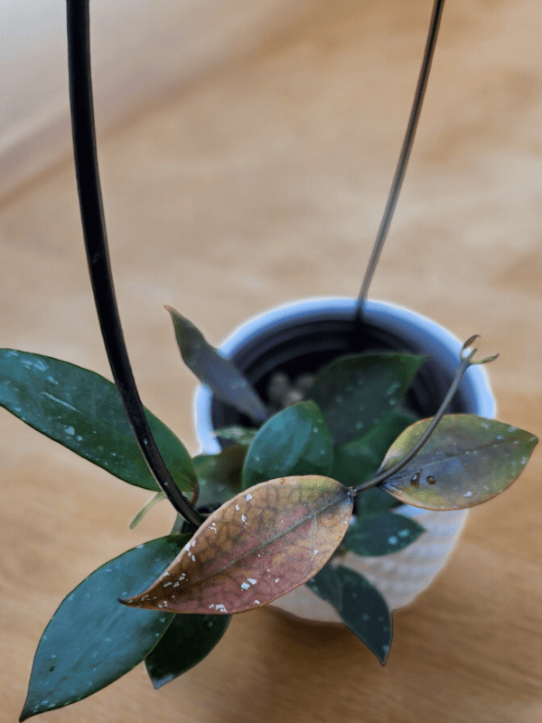 A plant in a cup on the table