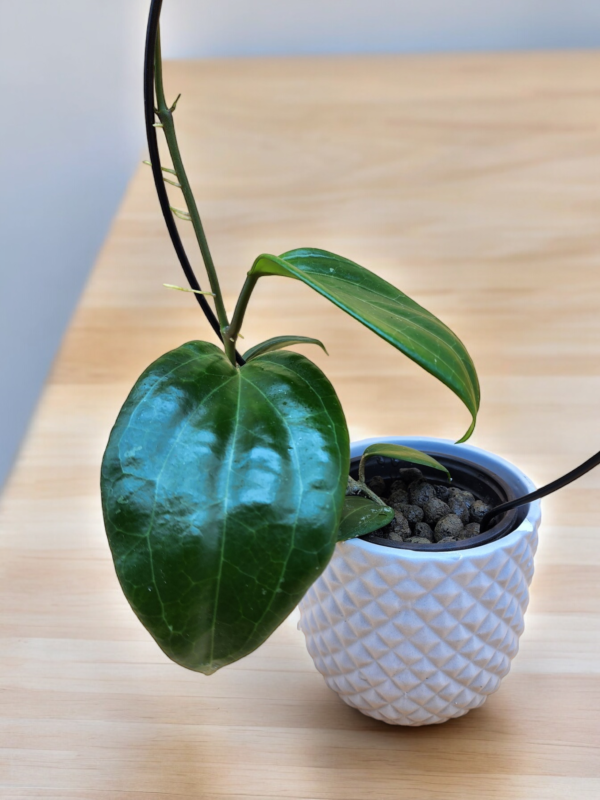 A plant in a white pot on top of a table.