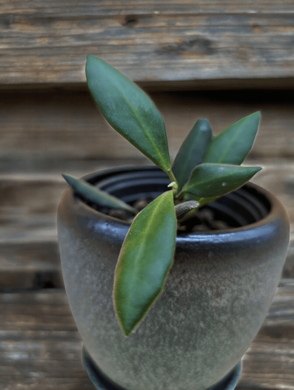 A plant in a pot on the ground.