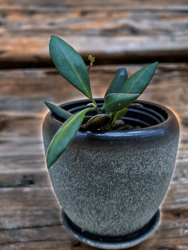 A plant in a pot on the ground.