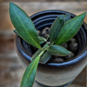 A plant is growing in a pot on the ground.