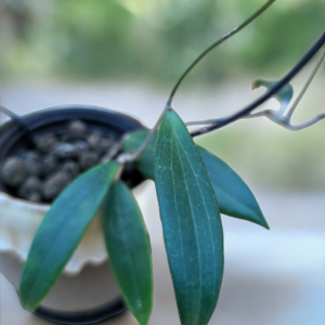 A close up of leaves on a plant