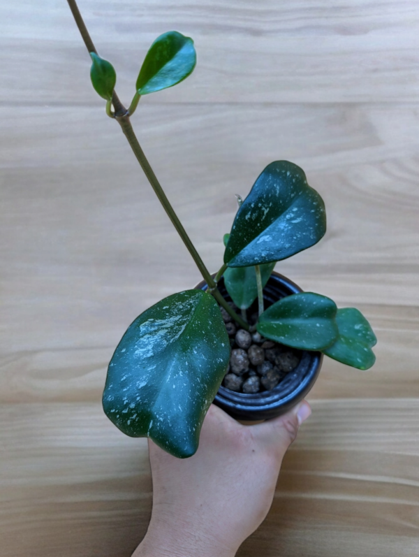 A person holding a plant in their hand.