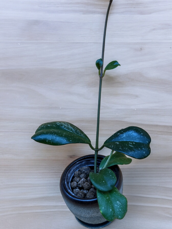 A plant in a pot on top of a table.