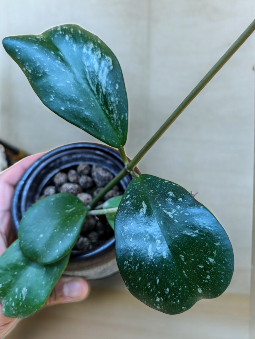 A person holding a plant in their hand.