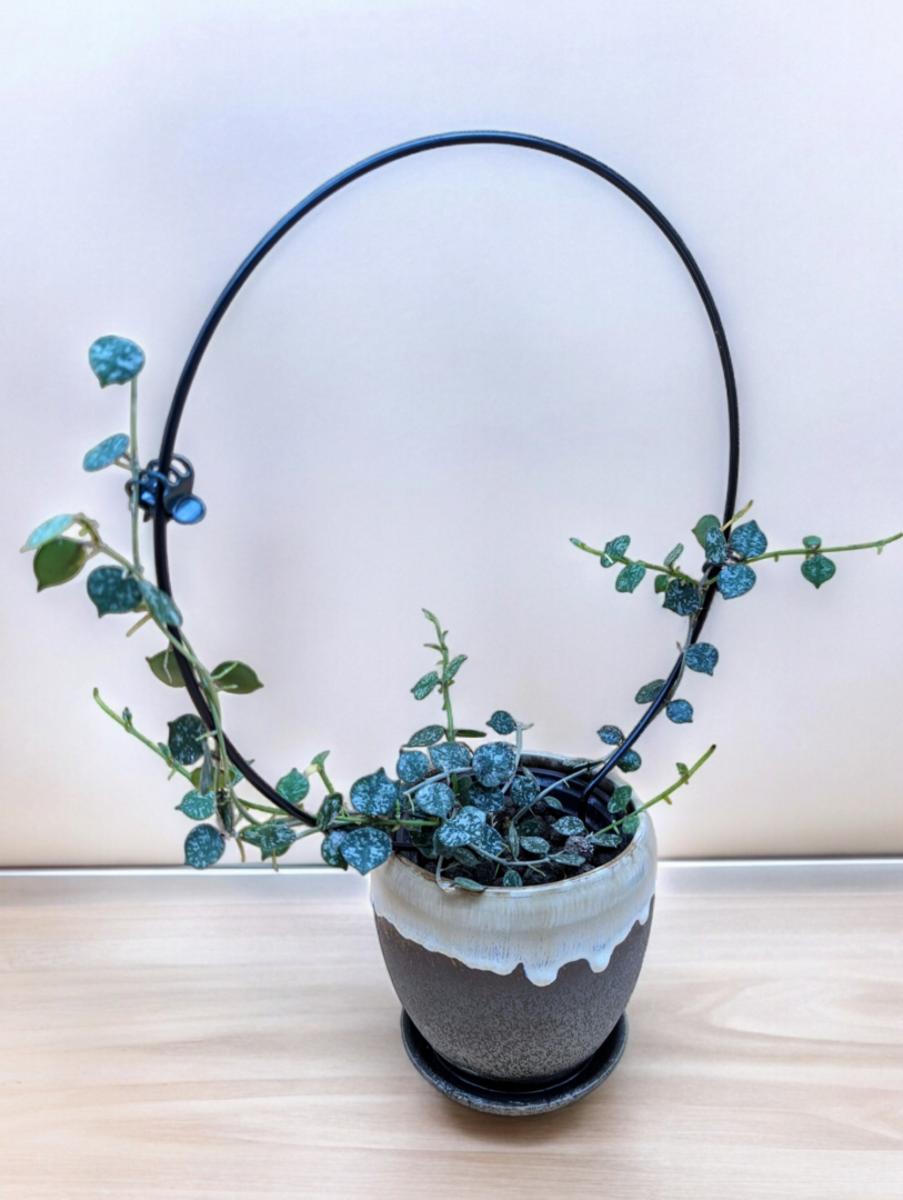 A plant in a pot with blue flowers.