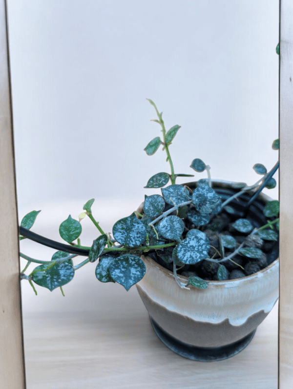 A potted plant sitting on top of a table.