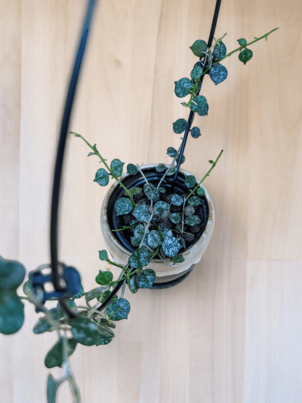 A plant is hanging in the corner of a room.