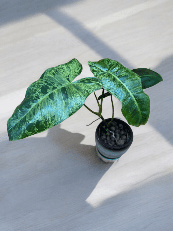 Philodendron Parios Verde